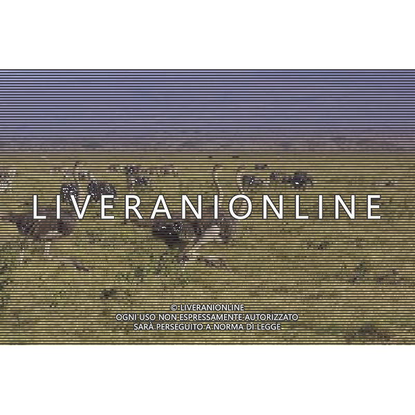 Kenya (Africa) Parco Amboseli Struzzi in corsa Foto Goiorani \' C.-AG ALDO LIVERANI
