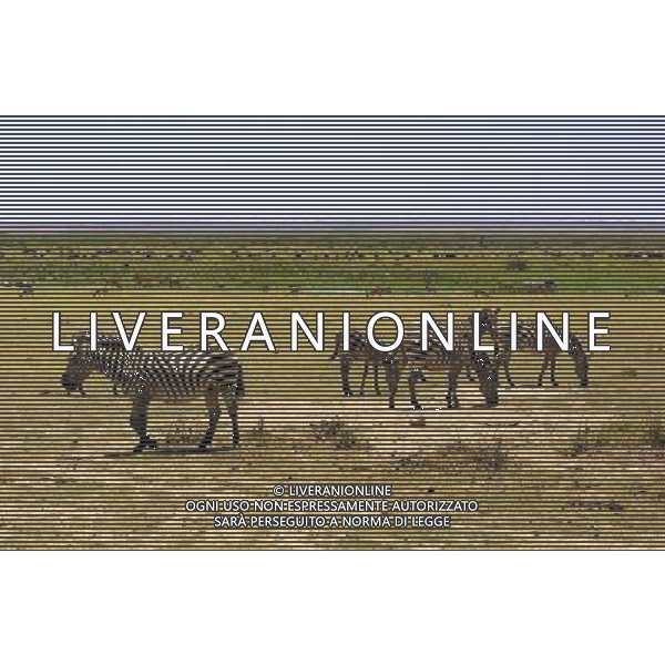 Kenya (Africa) Parco Tsavo Ovest NELLA FOTO Zebrein primo piano con Gazzelle e Gnu sullo sfondo Foto Goiorani \' C.-AG ALDO LIVERANI