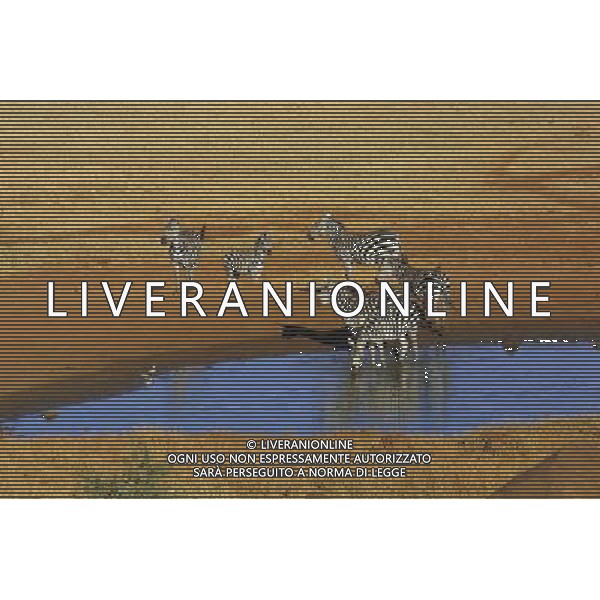 Kenya (Africa) Parco Tsavo Ovest NELLA FOTO Zebre all\'abbeveraggio Foto Goiorani \' C.-AG ALDO LIVERANI